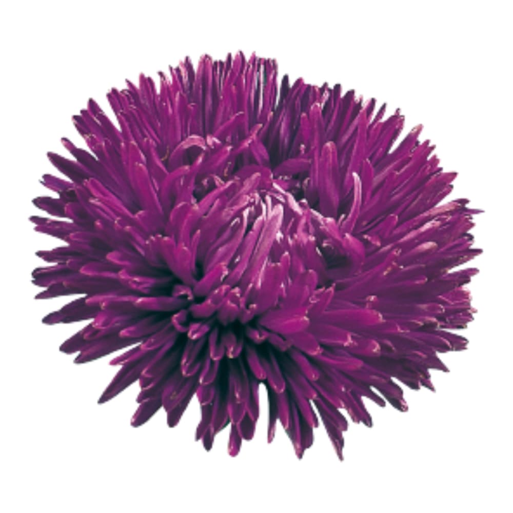 China Aster Gala Purple | Callistephus chinensis therapyofflowers.com