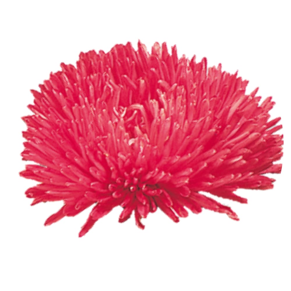 China Aster Gala Scarlet | Callistephus chinensis therapyofflowers.com