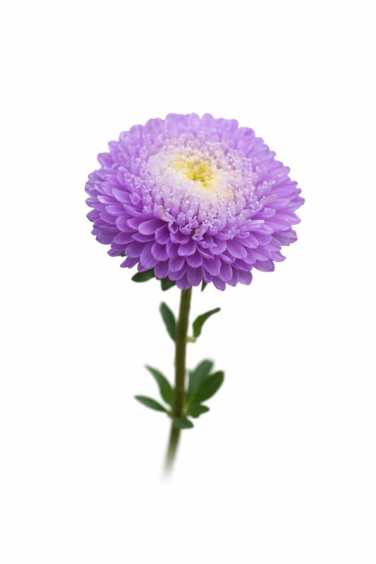 China Aster Harlekin Light Blue with White Centre | Callistephus chinensis - 30 seeds / 65-70 cm - Seeds