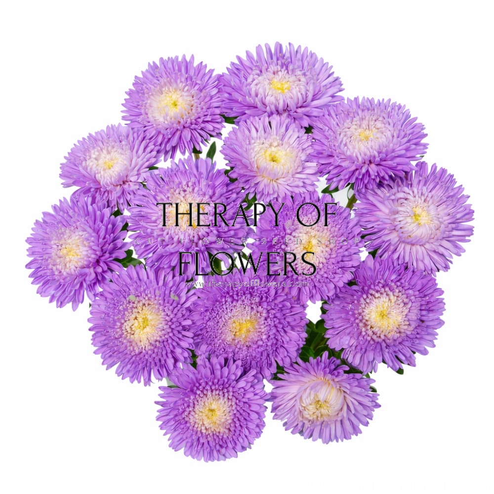 China Aster Harlekin Light Blue with White Centre | Callistephus chinensis - 30 seeds / 65-70 cm - Seeds