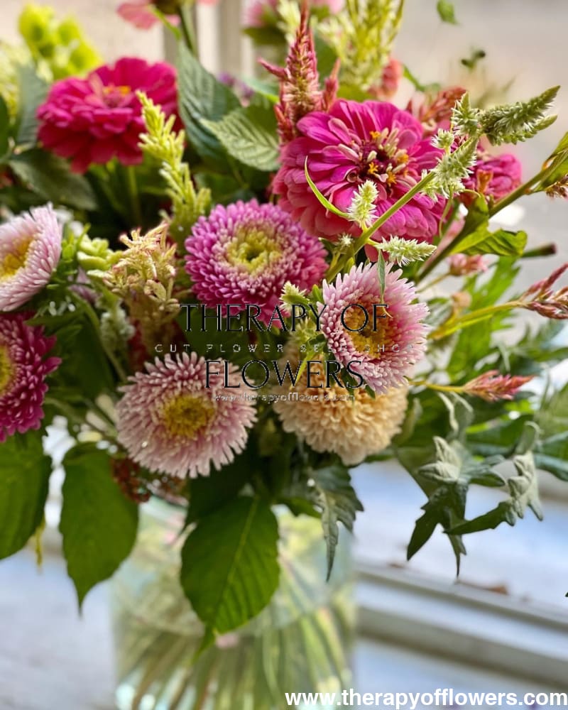 Aster Harlekin Light Rose - therapyofflowers.comflowers
