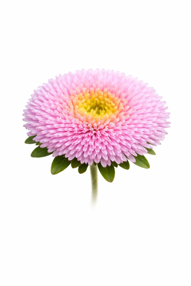 Aster Harlekin Light Rose - 30 seeds / 65-70 cm - Seeds