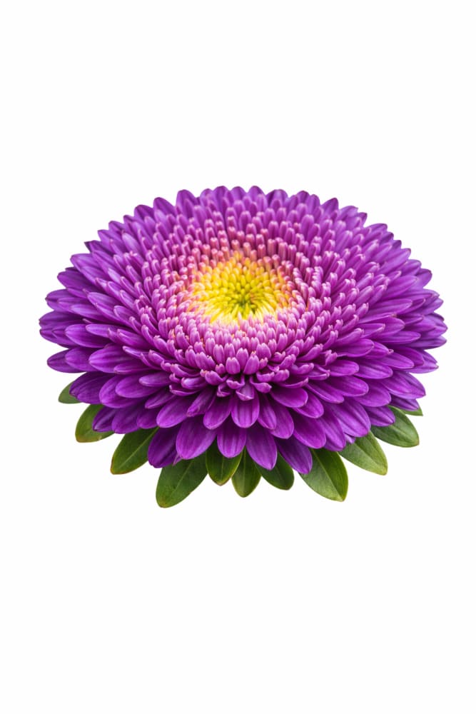China Aster Harlekin Violet | Callistephus chinensis - 30 seeds / 65-70 cm - Seeds