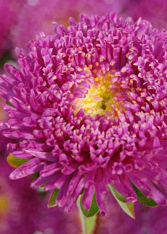 China Aster Harlekin Violet | Callistephus chinensis therapyofflowers.com