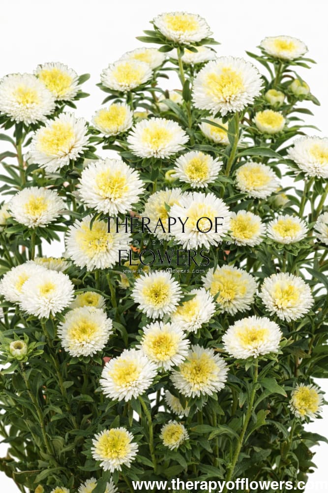 China Aster Harlekin White | Callistephus chinensis - 30 seeds / 65-70 cm - Seeds