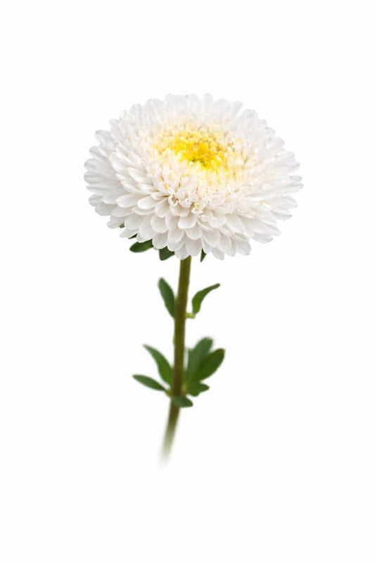 China Aster Harlekin White | Callistephus chinensis - 30 seeds / 65-70 cm - Seeds