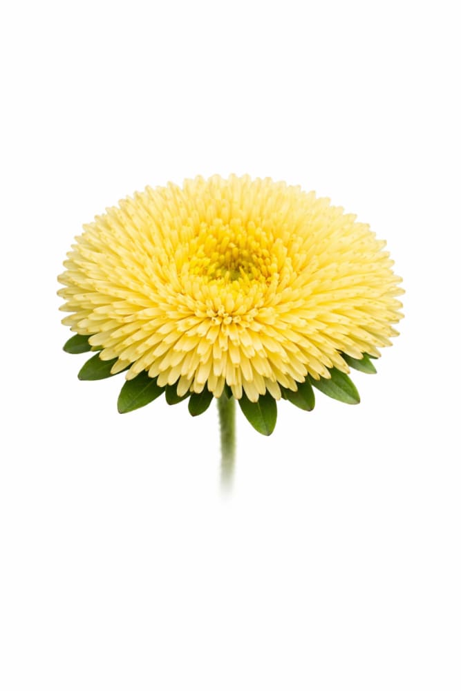 China Aster Harlekin Yellow | Callistephus chinensis - 30 seeds / 65-70 cm / Pale yellow - Seeds