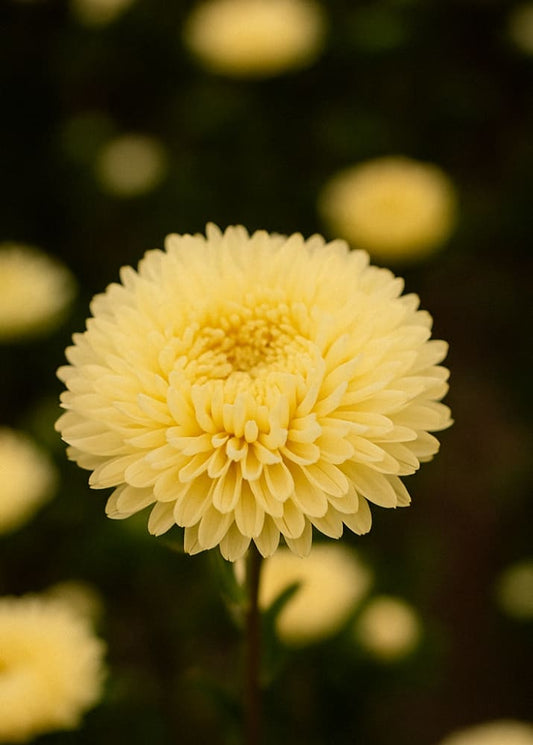 China Aster Harlekin Yellow | Callistephus chinensis therapyofflowers.com