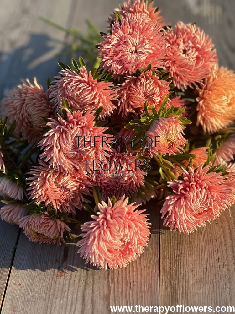 Aster NEW Honeymoon therapyofflowers.com