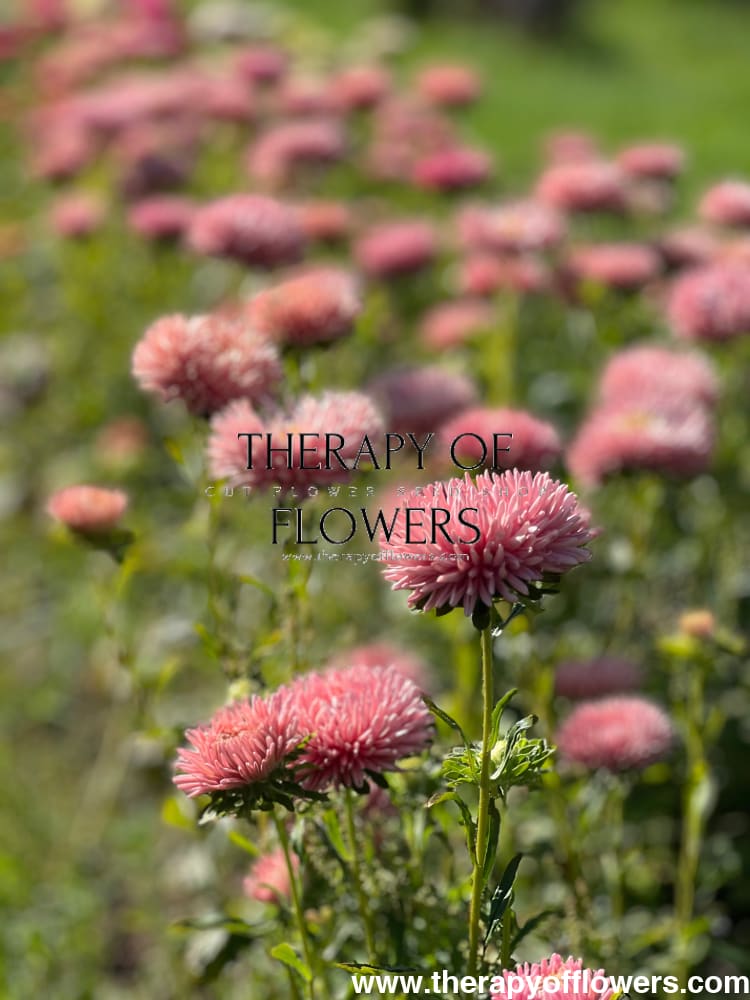 Aster NEW Honeymoon therapyofflowers.com