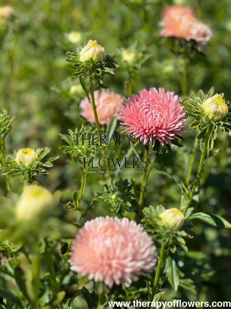 Aster NEW Honeymoon therapyofflowers.com