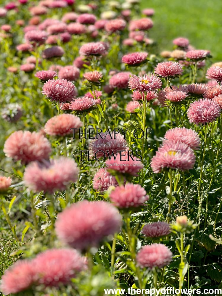 30 Salmon Needle Aster Flower Seeds - Callistephus Chinensis Unicom, USA Grown