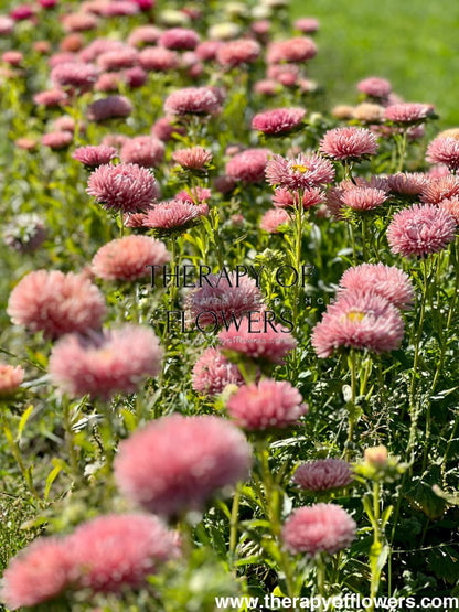 Aster NEW Honeymoon therapyofflowers.com