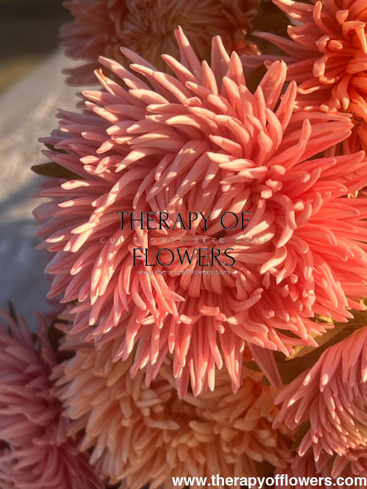 Aster NEW Honeymoon therapyofflowers.com