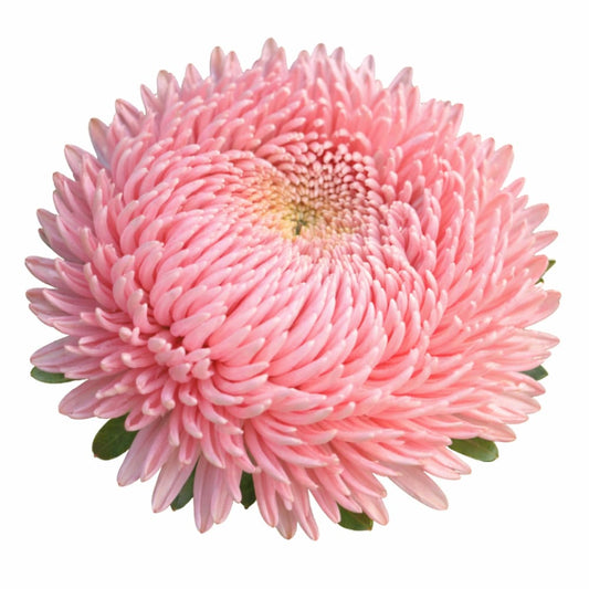 China Aster Honeymoon | Callistephus chinensis - 30 seeds / 60-75 cm / Salmon Pink - Seeds
