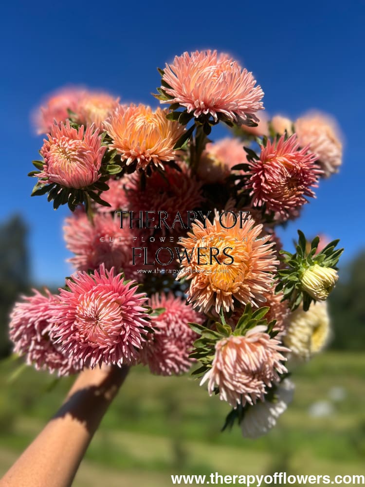 Aster NEW Honeymoon therapyofflowers.com