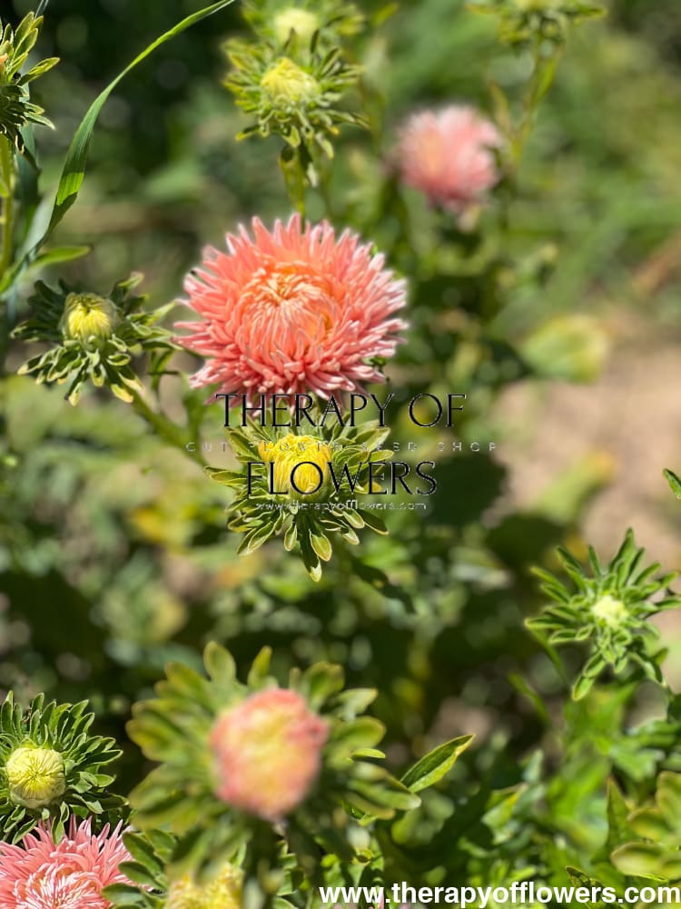 Aster NEW Honeymoon therapyofflowers.com