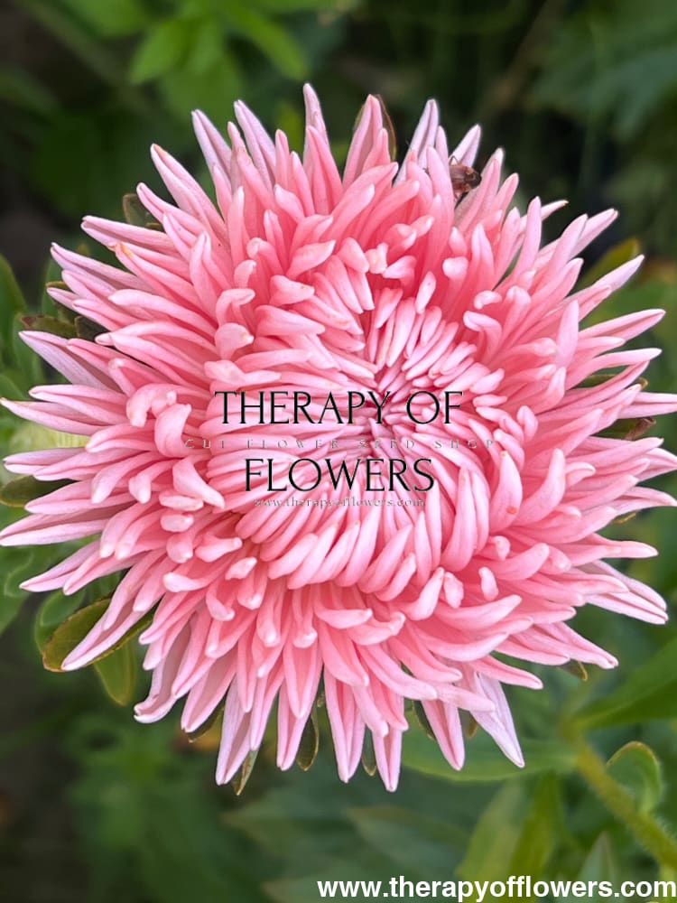 Aster NEW Honeymoon therapyofflowers.com