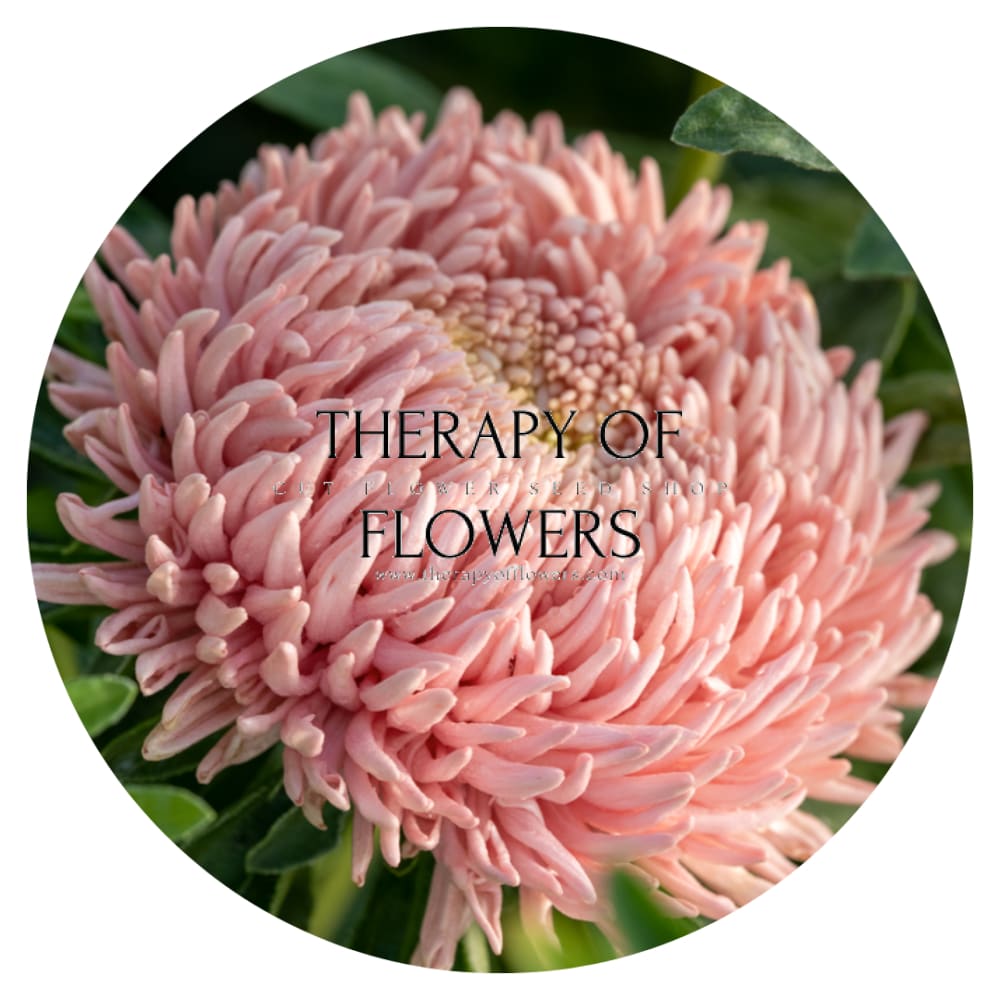 Aster NEW Honeymoon therapyofflowers.com