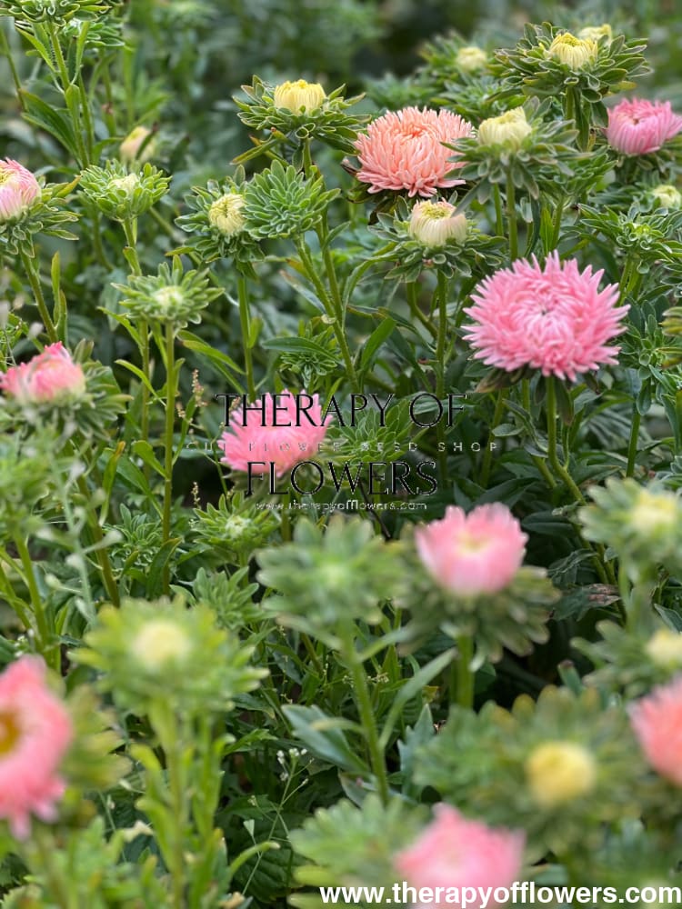 Aster NEW Honeymoon therapyofflowers.com