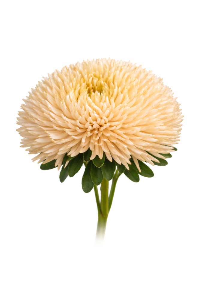 China Aster Juwel Gold Champagne | Callistephus chinensis - 30 seeds / 60-75 cm / Champagne - seeds