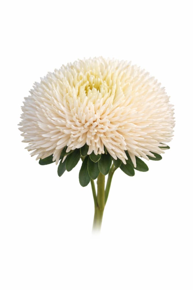 Aster Juwel Gold Rose - 30 seeds / 60-75 cm - Seeds