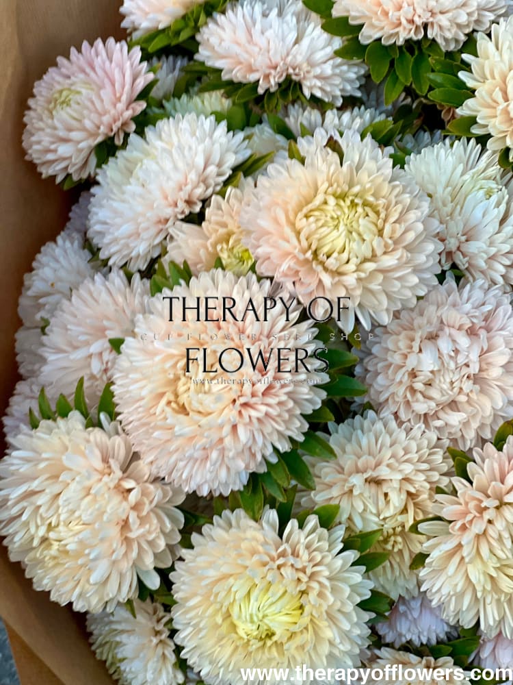 Aster Lady Coral® Chamois.