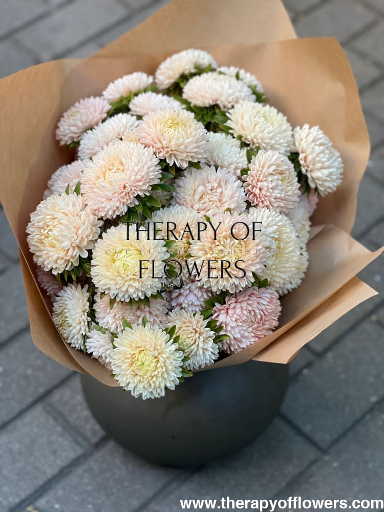 Aster Lady Coral® Chamois.