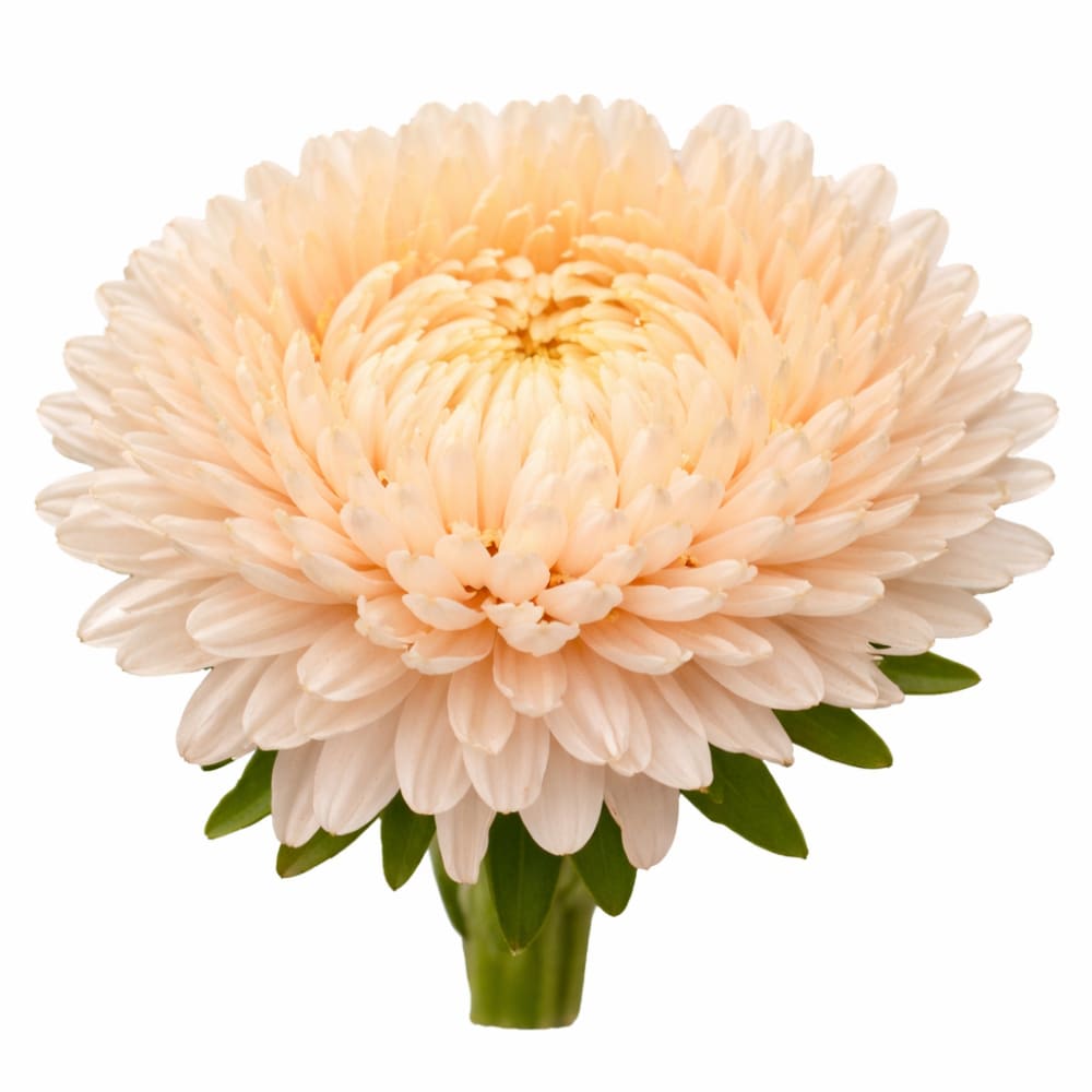 China Aster Lady Coral® Chamois | Callistephus chinensis - 30 seeds / 60-70 cm / Chamois - Seeds