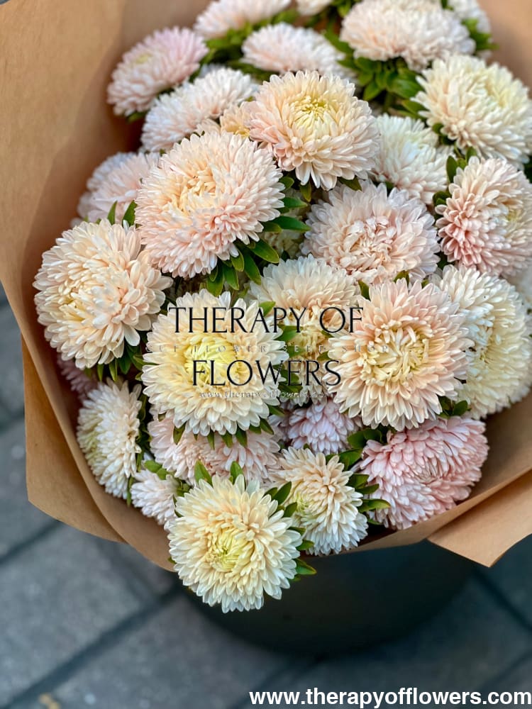 Aster Lady Coral® Chamois.