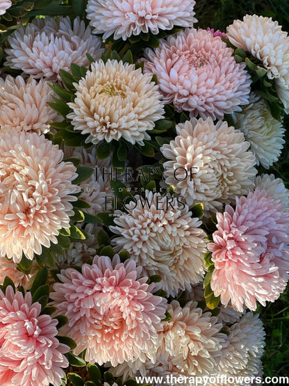 Aster Lady Coral® Chamois | Callistephus chinensis therapyofflowers.com