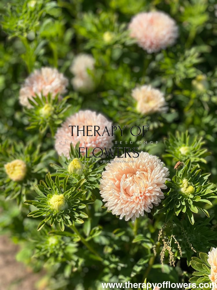 Aster Lady Coral® Chamois.