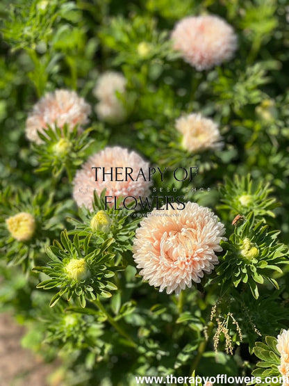 Aster Lady Coral® Chamois.