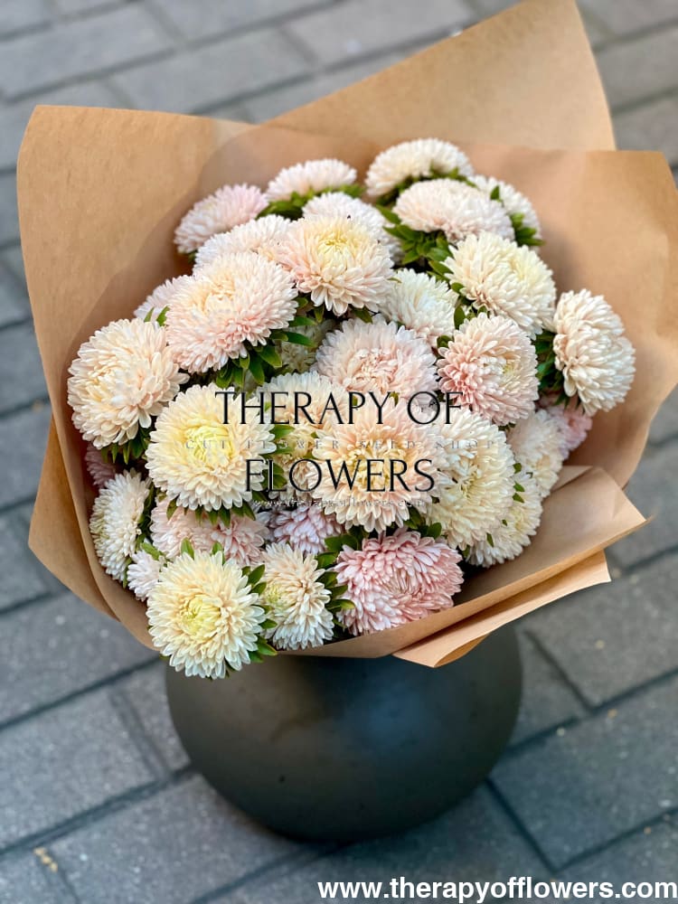 Aster Lady Coral® Chamois.