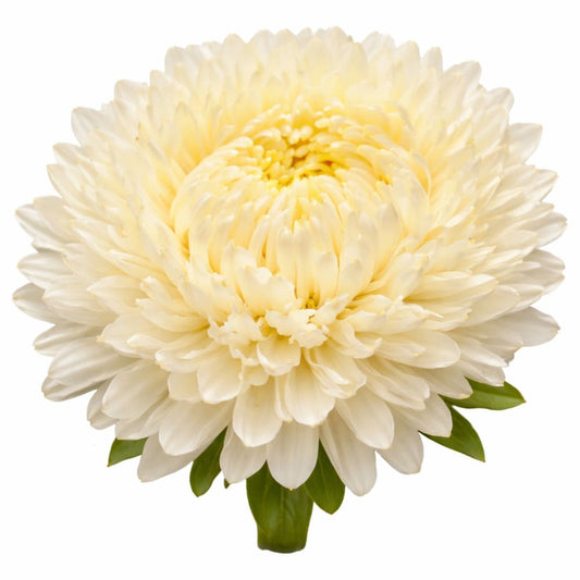 China Aster Lady Coral® Creamy White | Callistephus chinensis - 30 seeds - Seeds