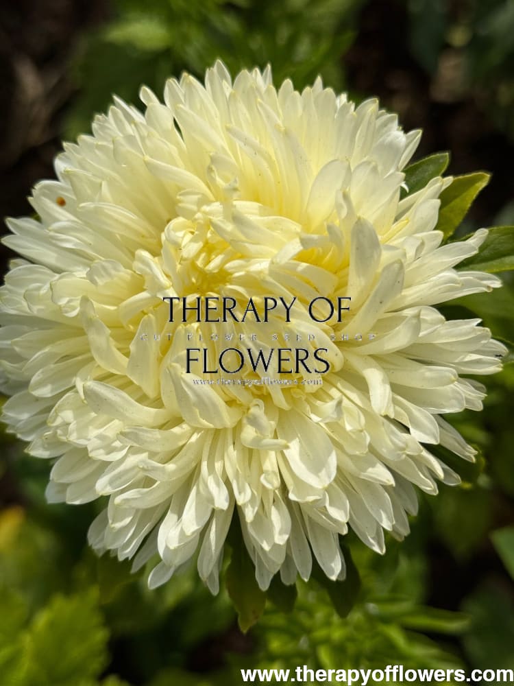 Aster Lady Coral® Yellow | Callistephus chinensis therapyofflowers.com