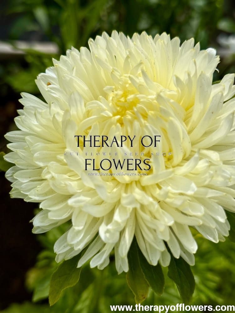 Aster Lady Coral® Yellow | Callistephus chinensis therapyofflowers.com