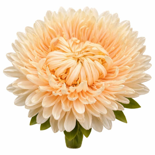 China Aster Lady Coral® Golden | Callistephus chinensis - 30 seeds - Seeds