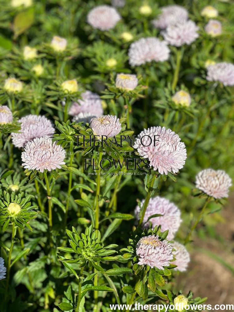 China Aster Lady Coral® Lavender | Callistephus chinensis - 30 seeds / 60-70 cm / Lavander - seeds
