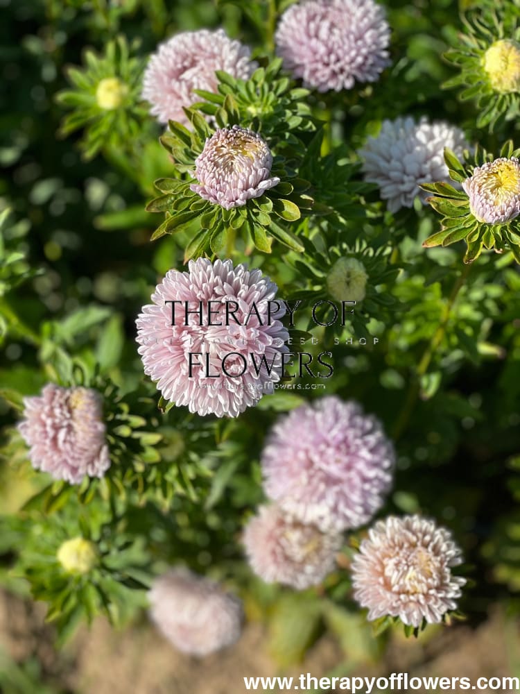 Aster Lady Coral® Lavender.