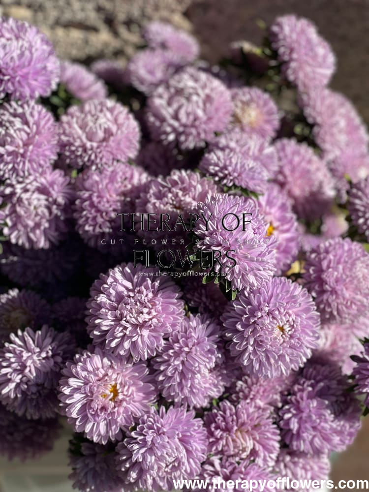 Aster Lady Coral® Lavender.