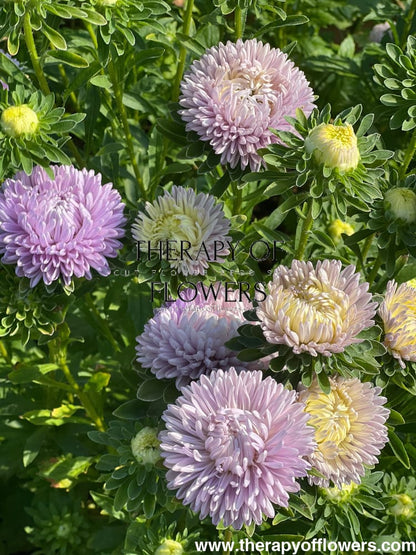 China Aster Lady Coral® Lavender | Callistephus chinensis - 30 seeds / 60-70 cm / Lavander - seeds