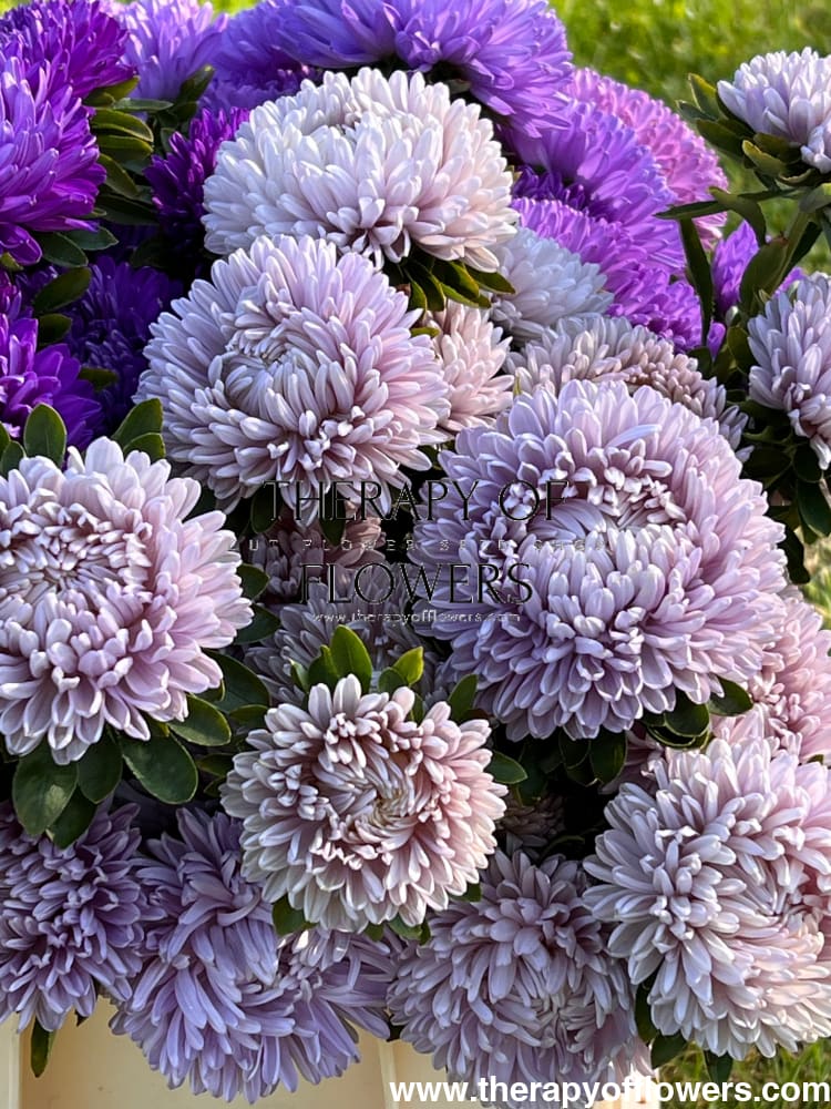 Aster Lady Coral® Lavender.