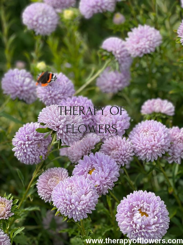 Aster Lady Coral® Lavender | Callistephus chinensis therapyofflowers.com