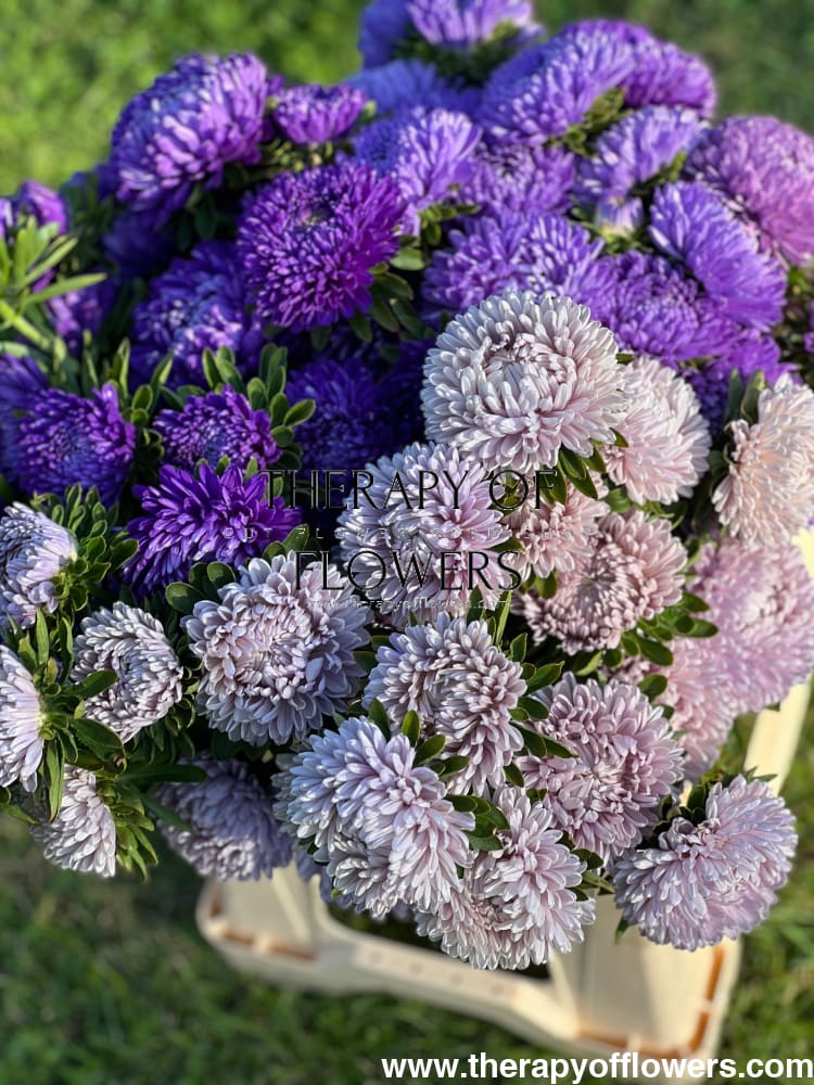 Aster Lady Coral® Lavender.