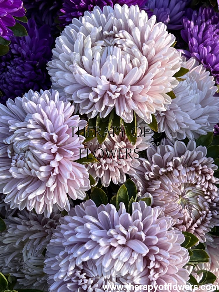 Aster Lady Coral® Lavender.
