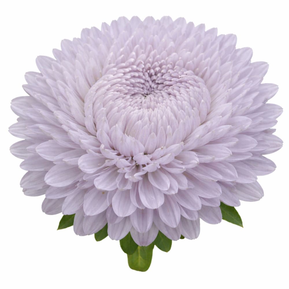 China Aster Lady Coral® Lavender | Callistephus chinensis - 30 seeds / 60-70 cm / Lavander - seeds