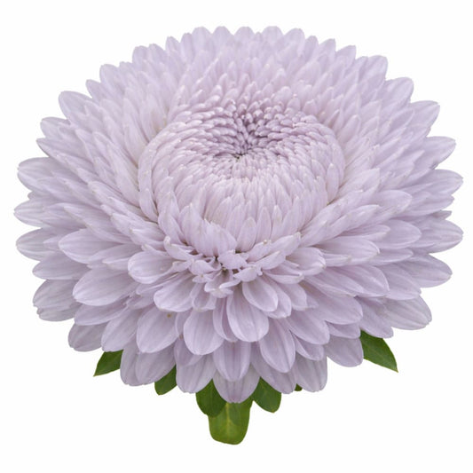 China Aster Lady Coral® Lavender | Callistephus chinensis - 30 seeds / 60-70 cm / Lavander - seeds