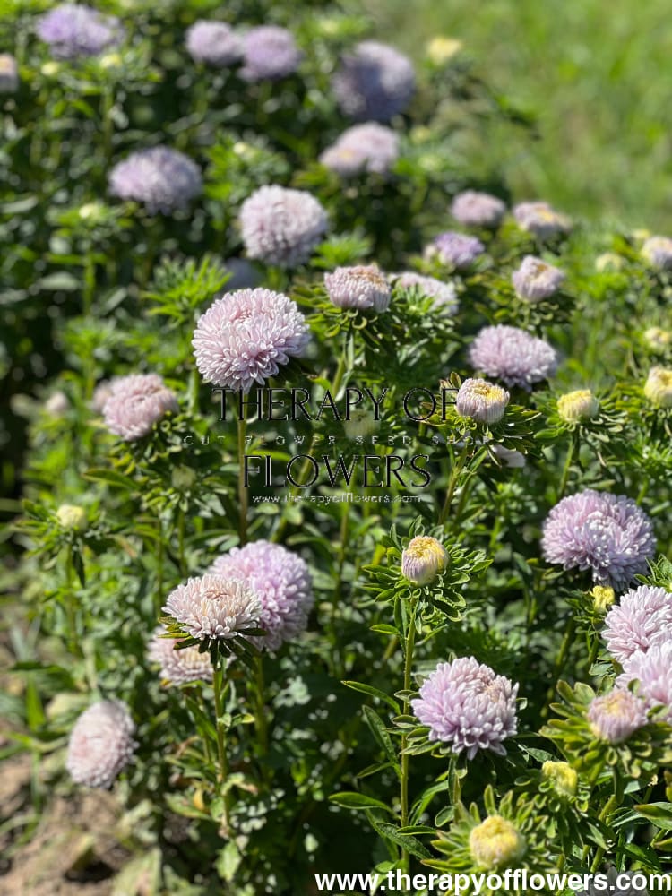 lady lavender plant Aster Lady Coral® Lavender – Elegant Blue-Grey Blooms for Stunning Bouquets – therapyofflowers.com