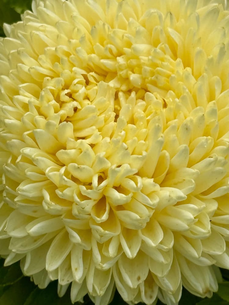 Aster Lady Coral® Yellow | Callistephus chinensis therapyofflowers.com